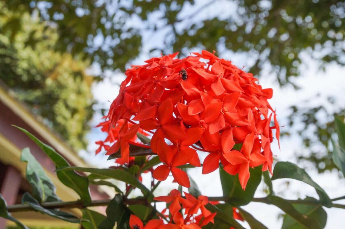 Ixora coccinea