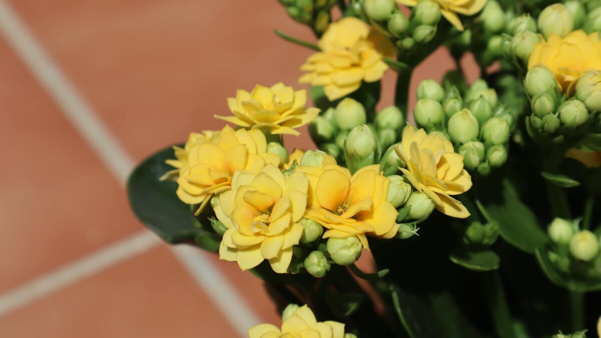 Kalanchoe blossfeldiana Calandiva