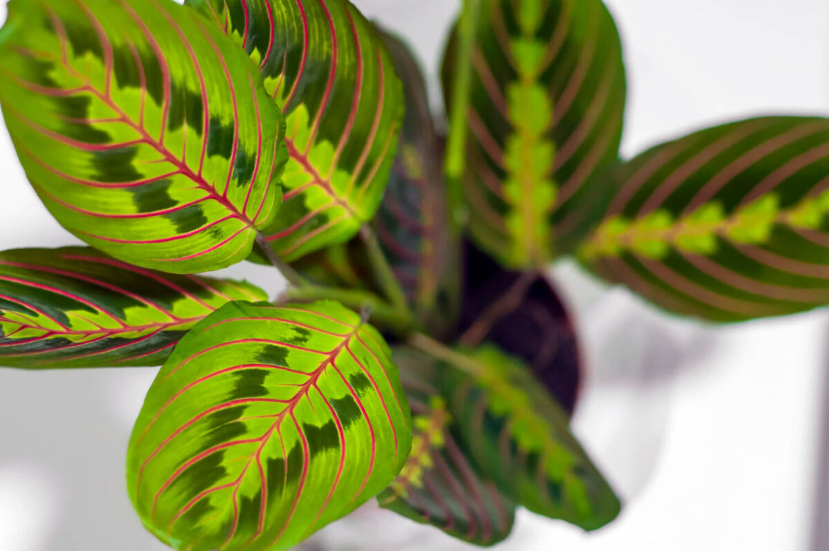 Maranta-bigode-de-gato