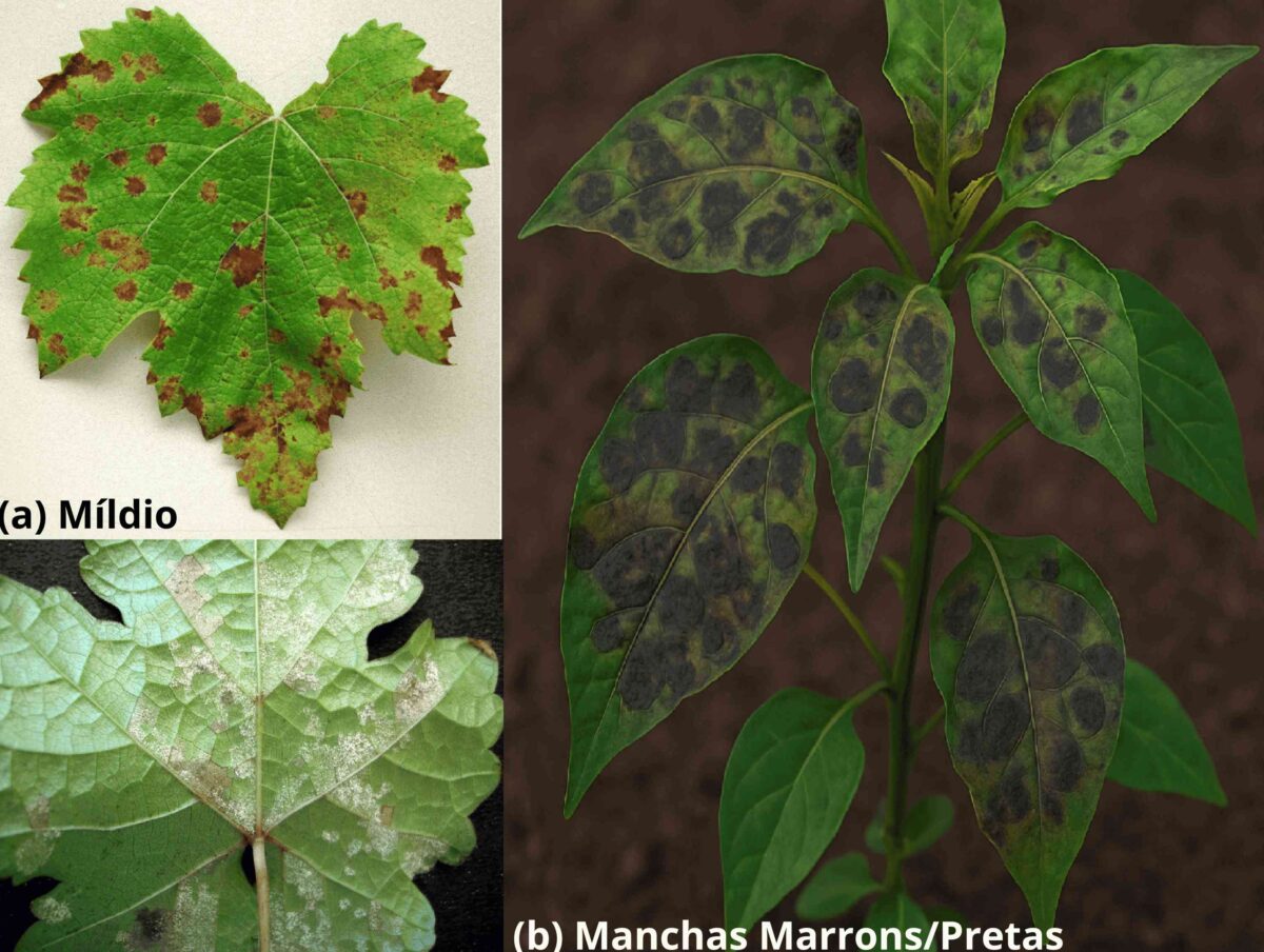 Míldio e manchas pretas