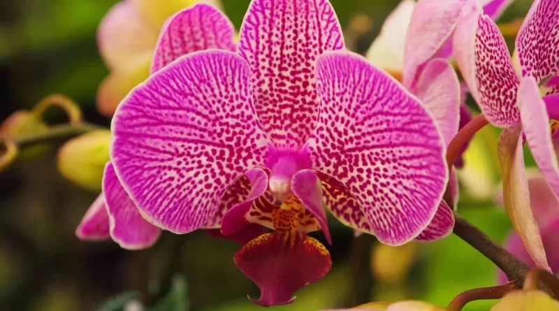 Orquidea-Phalaenopsis.