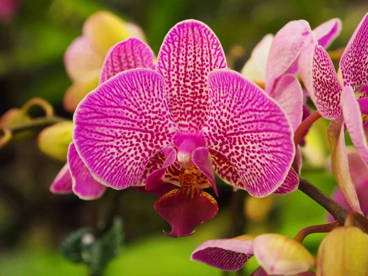 Orquidea-Phalaenopsis.