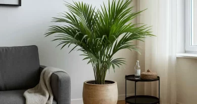 Palmeira-Areca-Bambu