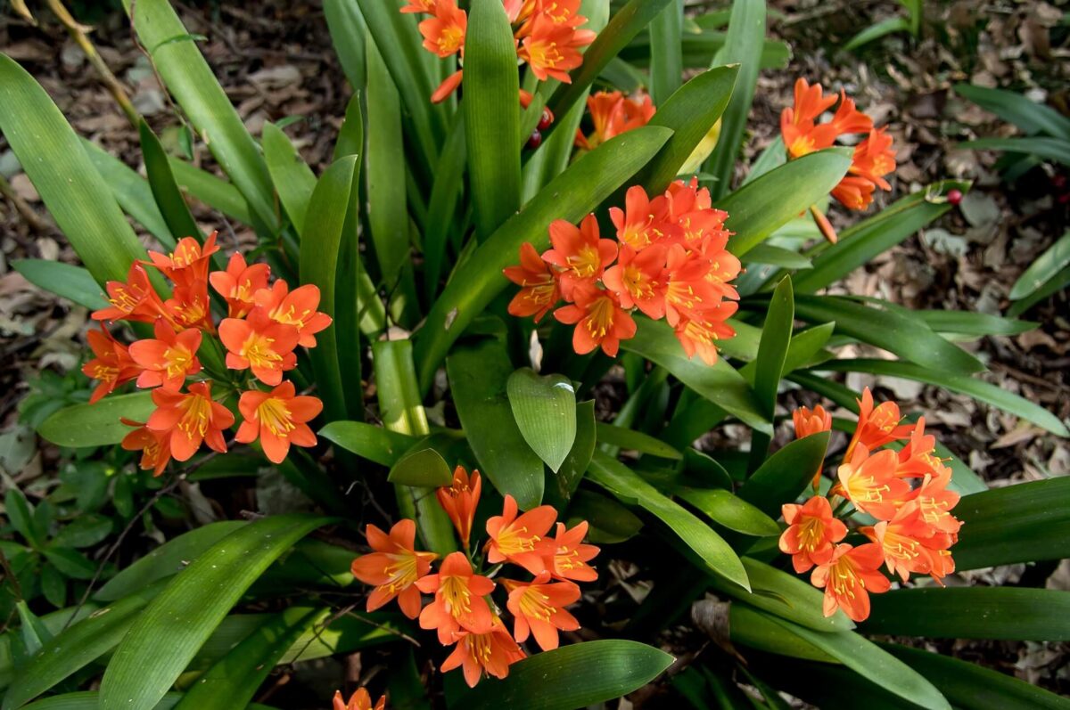 Plantas de Pequeno Porte para Jardim com Meia-Sombra - Clivia miniata