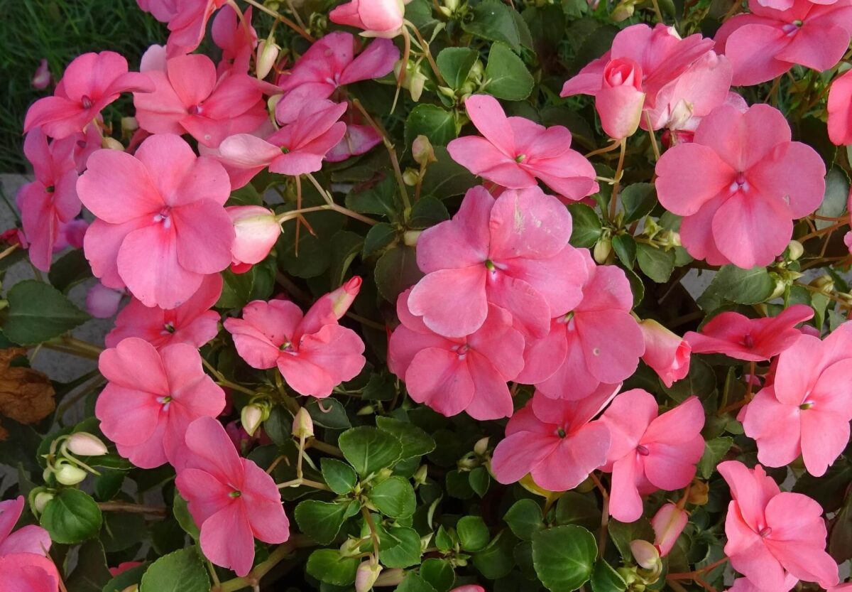 Plantas de Pequeno Porte para Jardim com Meia-Sombra. Alegria-do-lar.Impatiens walleriana