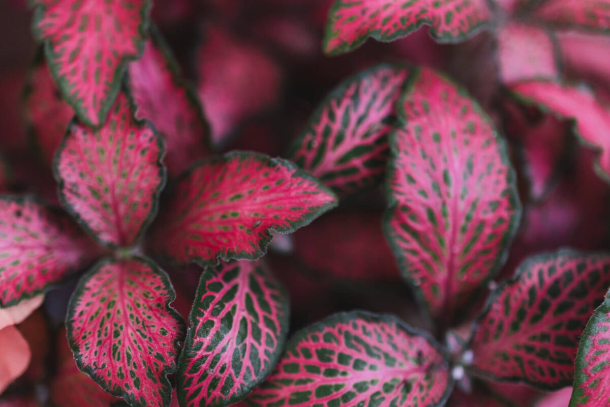 Plantas de Pequeno Porte para Jardim. Fittonia albivenis