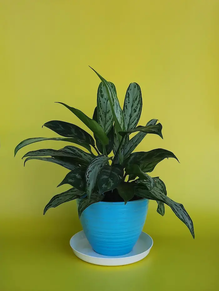 Plantas-que-Purificam-o-Ar-Aglaonema