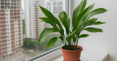 Plantas-que-Purificam-o-Ar-Aspidistra