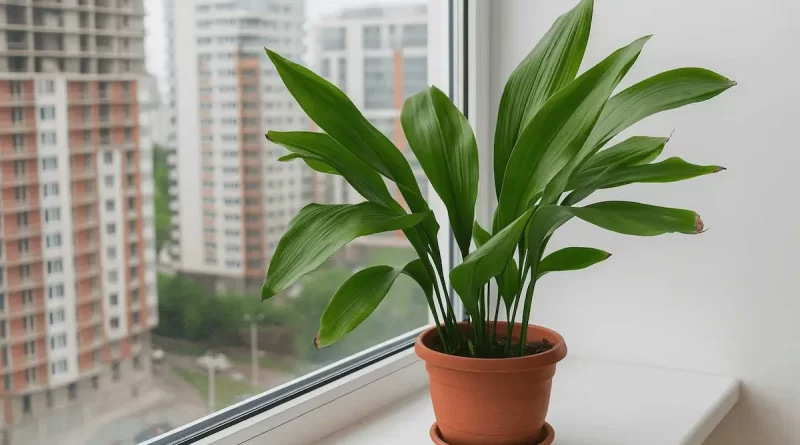 Plantas-que-Purificam-o-Ar-Aspidistra