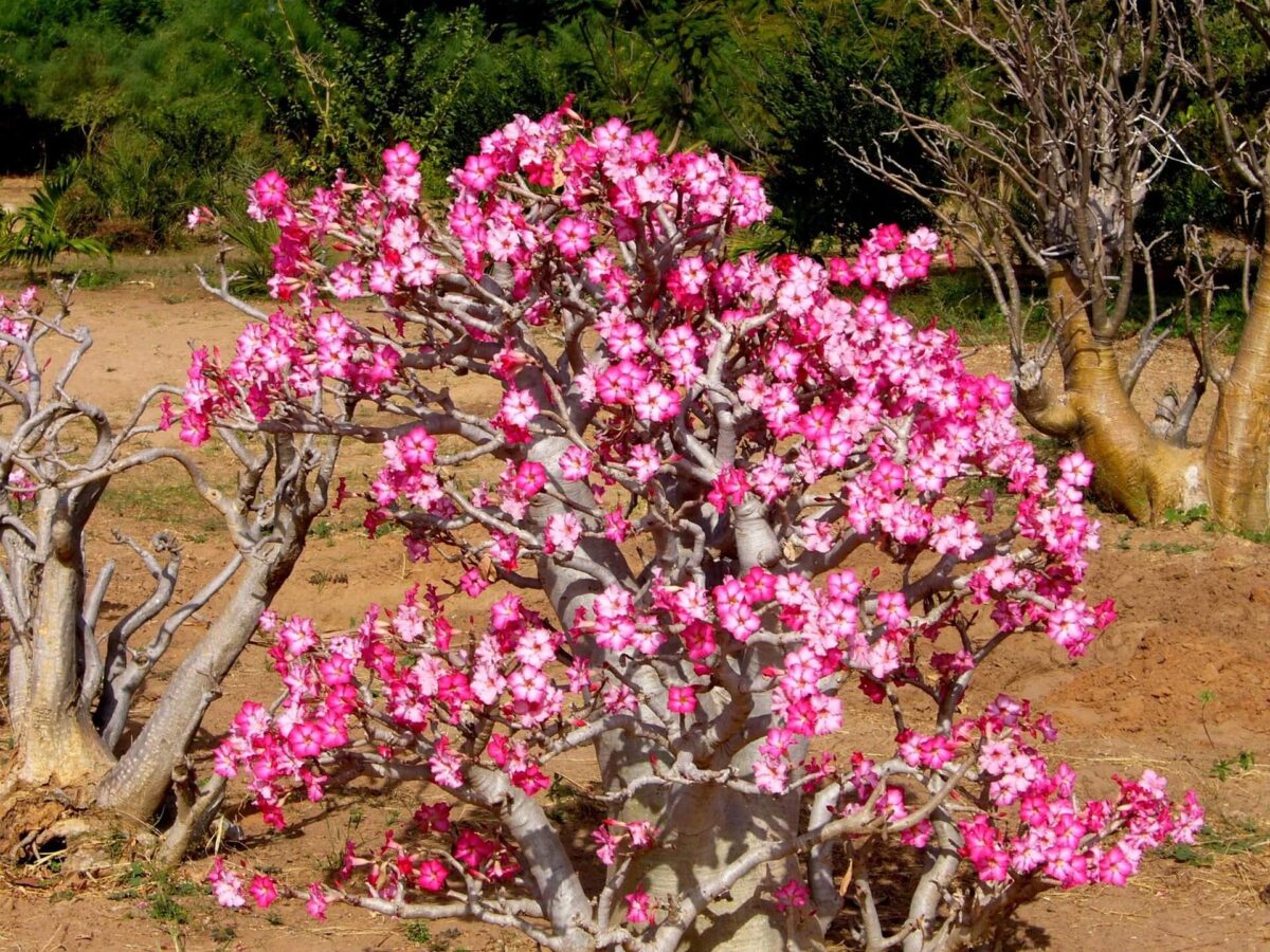 Rosa do Deserto - Flores que Adoram Sol e Florescem o Ano Todo