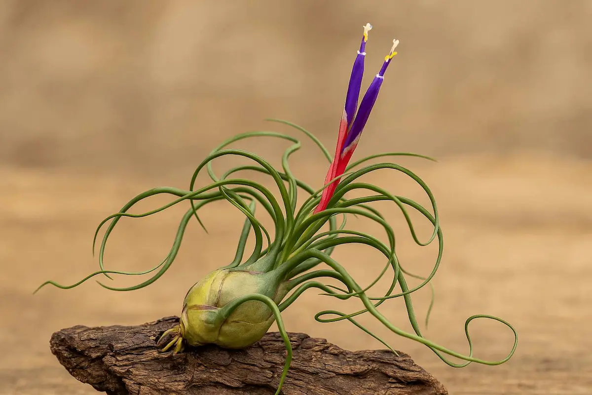 Tillandsia-bulbosa