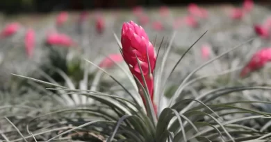 Tillandsia-stricta