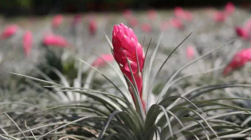 Tillandsia-stricta