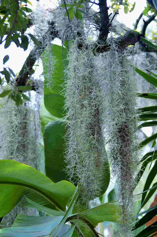 Tillandsia-usneoides