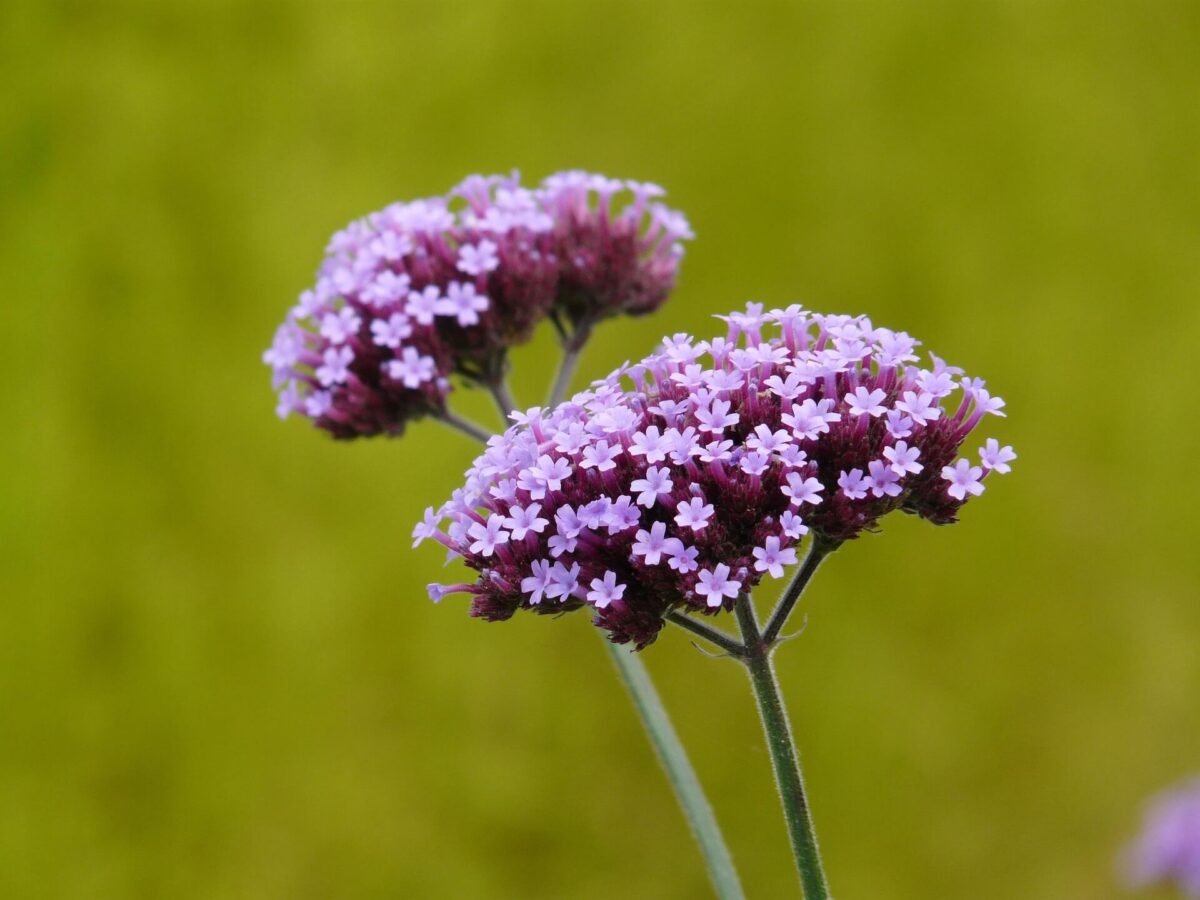 Verbena officinalis