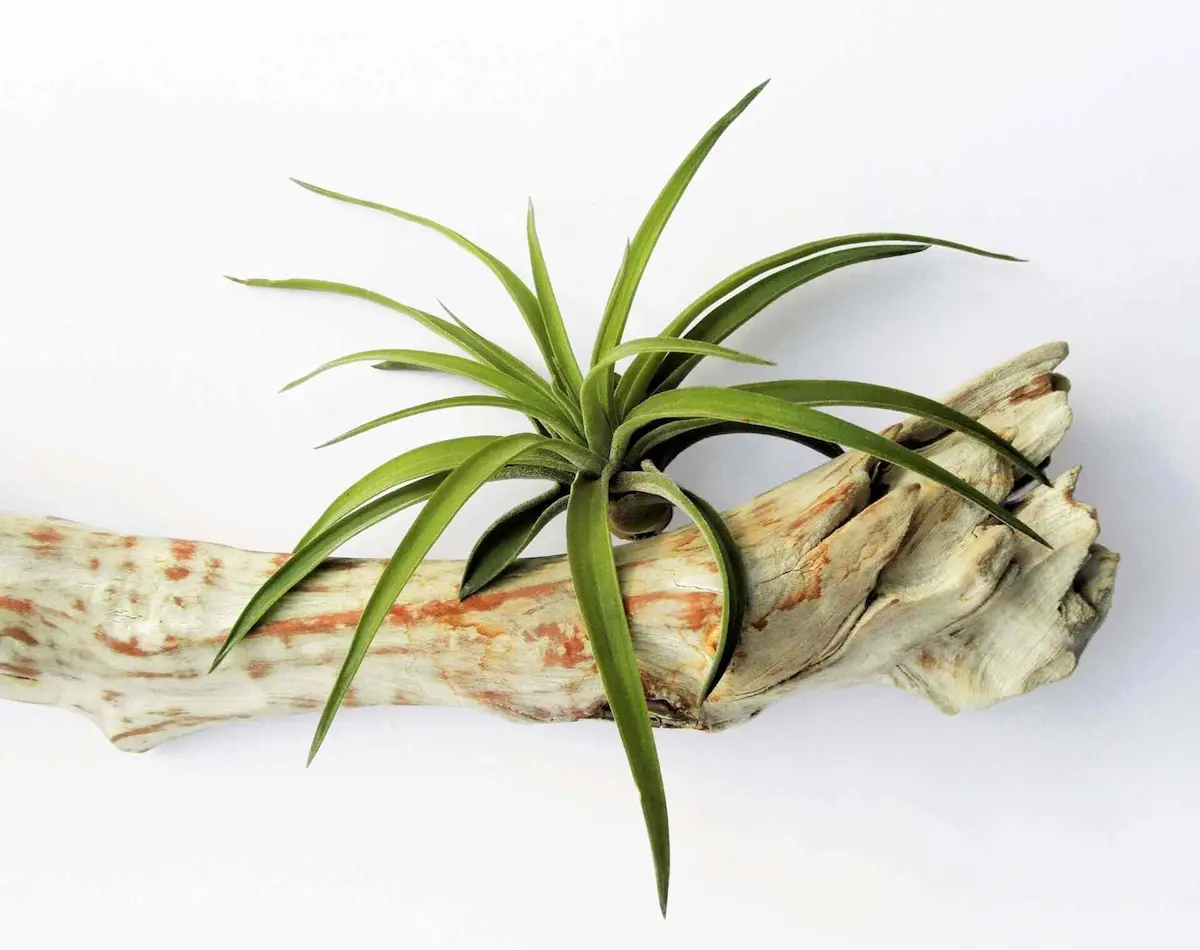 tillandsia
