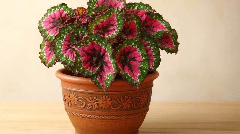Begônia Rex