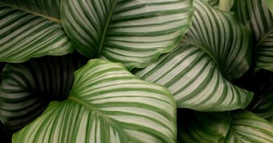Calathea orbifolia