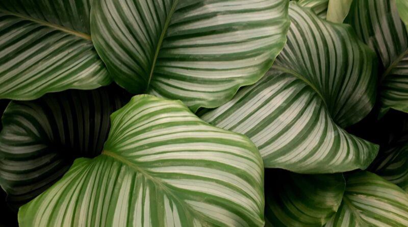 Calathea orbifolia
