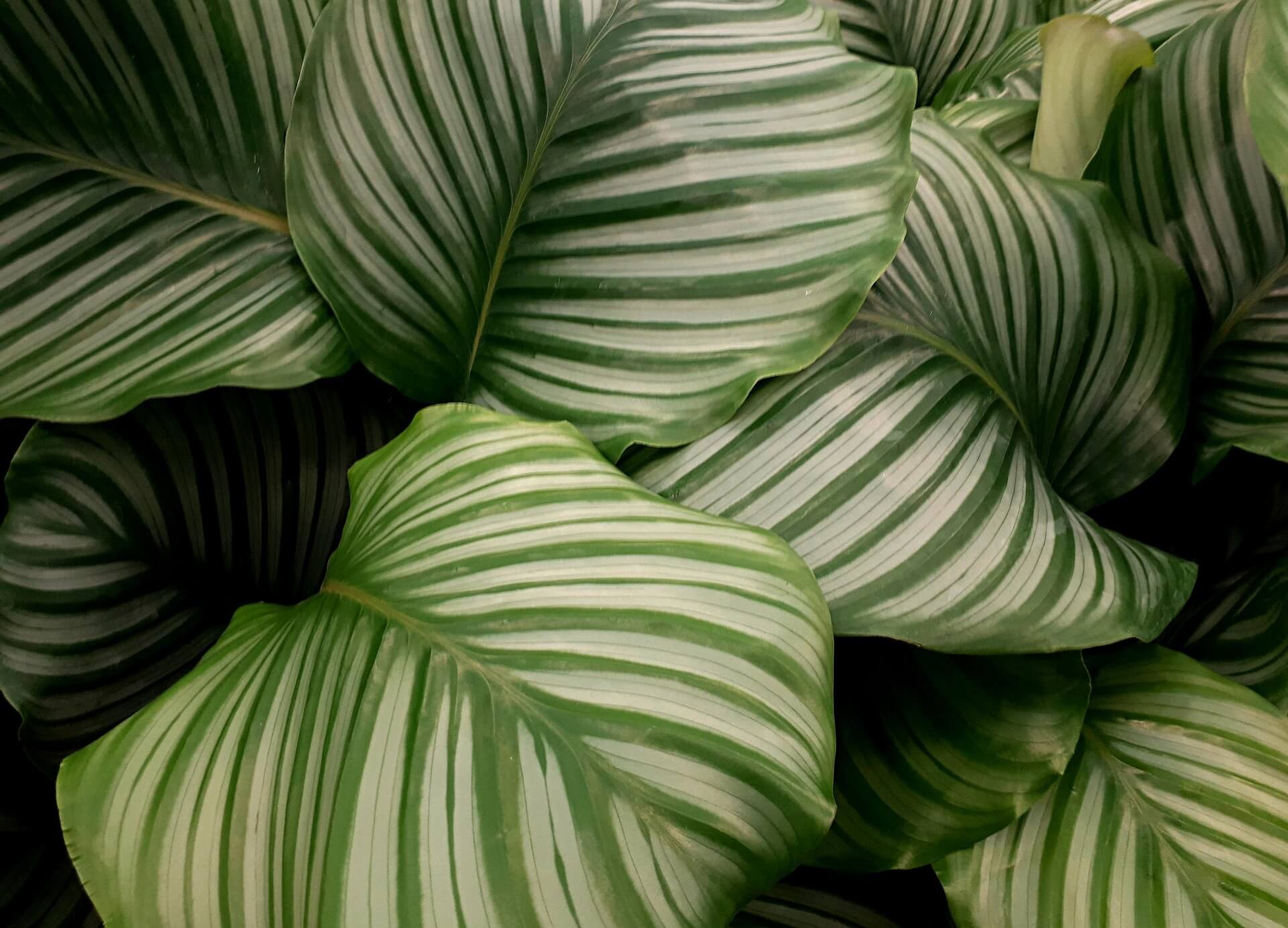 Calathea orbifolia