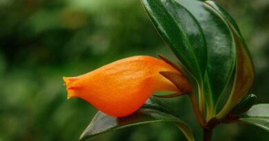 Columéia Peixinho Como Cuidar da Planta que Atrai Sorte