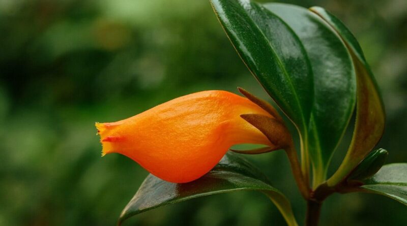 Columéia Peixinho Como Cuidar da Planta que Atrai Sorte