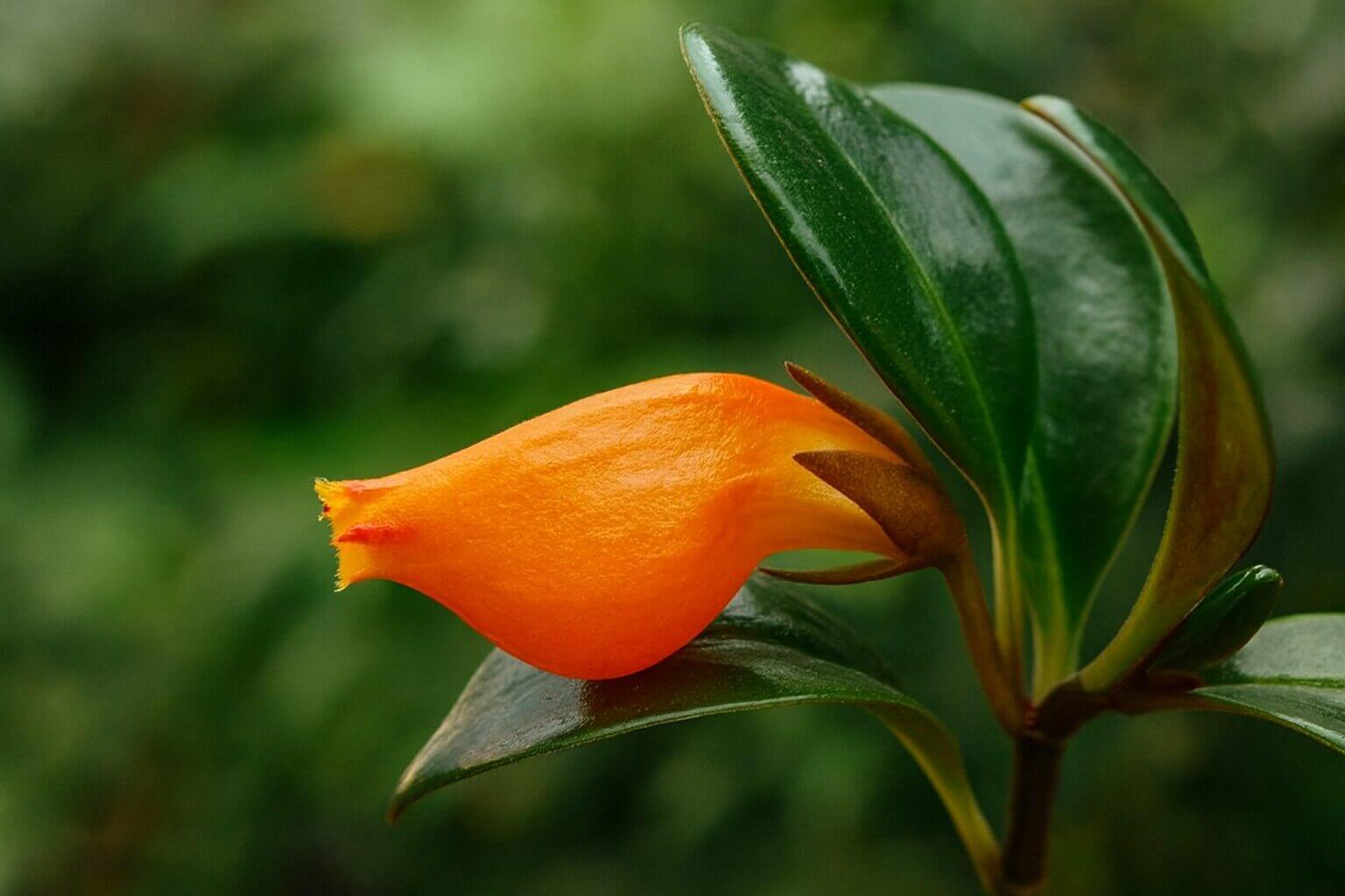 Columéia Peixinho Como Cuidar da Planta que Atrai Sorte