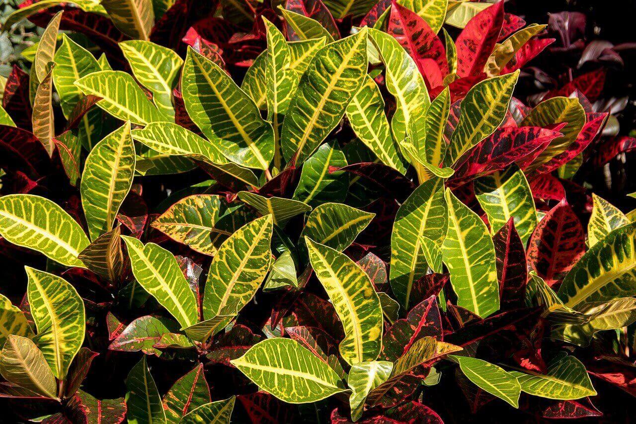 Croton Petra