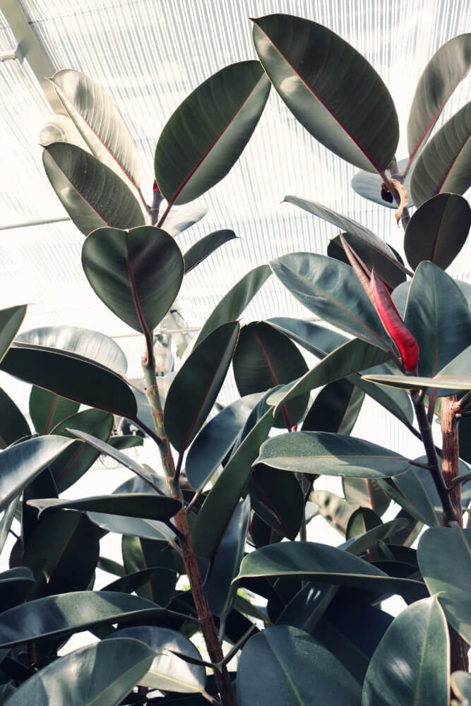 Ficus Elastica Burgundy