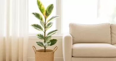 Ficus-Elastica-Tineke