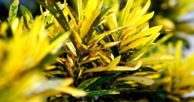 Muda de Croton Brasileirinho