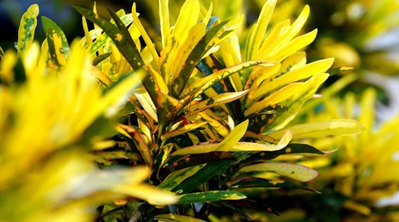 Muda de Croton Brasileirinho