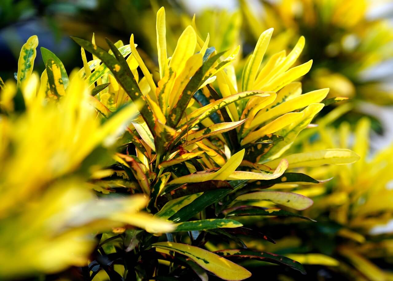 Muda de Croton Brasileirinho