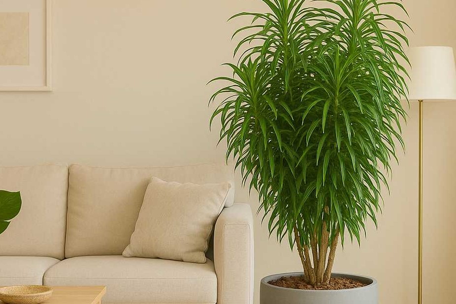Dracena fita