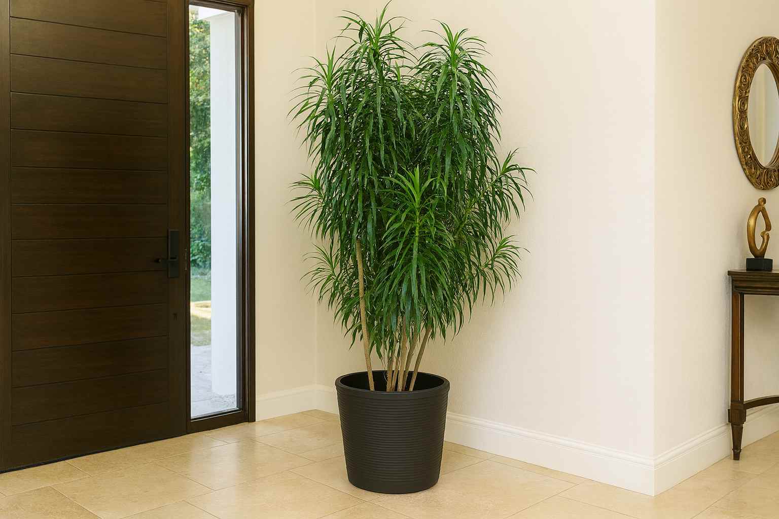 Dracena fita