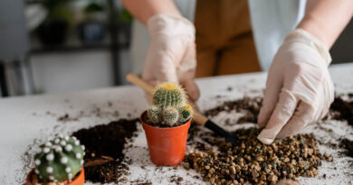 As 3 Regras de Ouro do Substrato para Suculentas