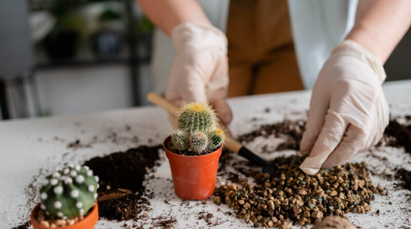 As 3 Regras de Ouro do Substrato para Suculentas