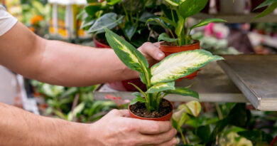 comigo ninguem pode.