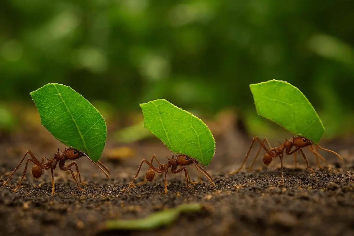 formiga-cortadeira