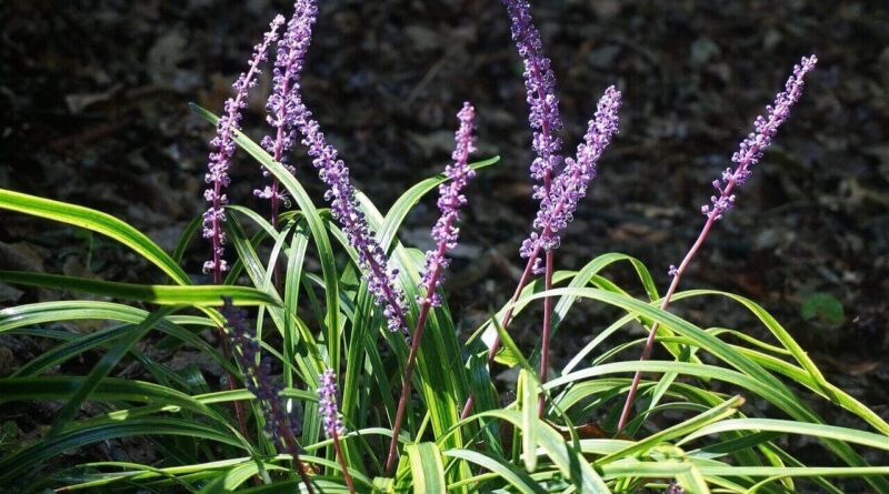 liriope variegata
