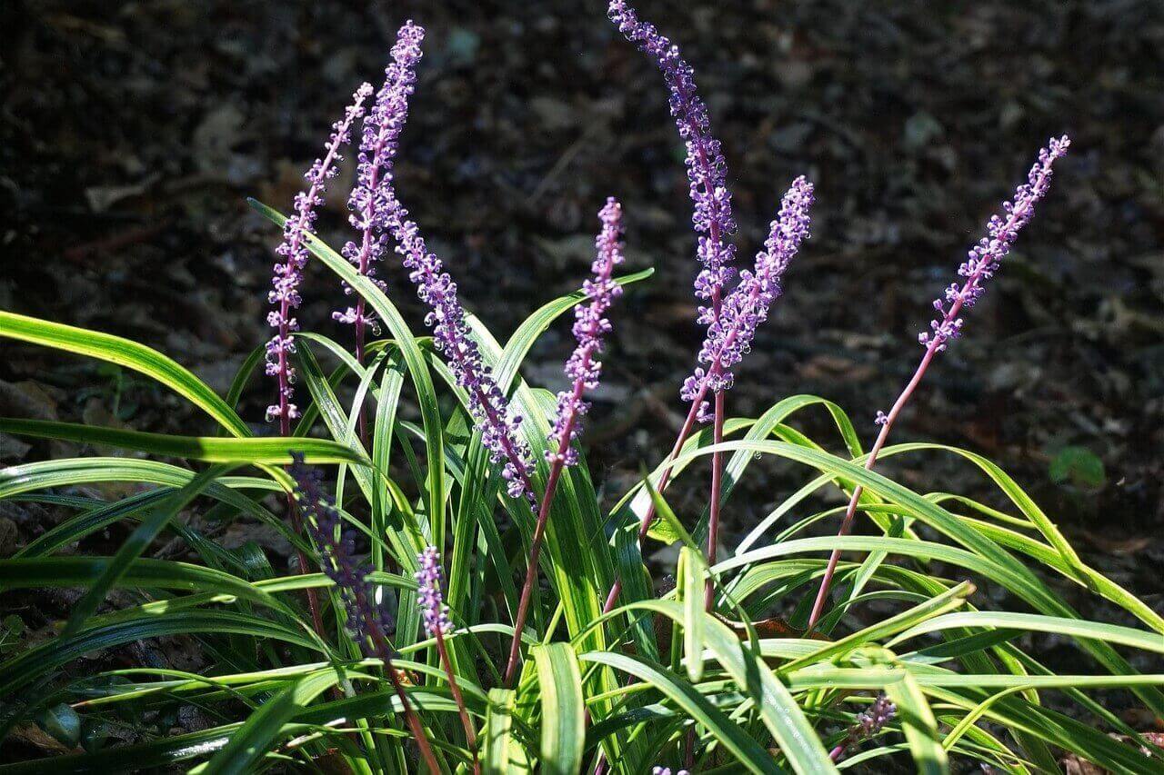 liriope variegata