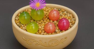 suculentas raras - Conophytum burgeri