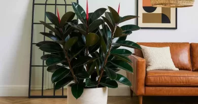 Ficus-Elastica-Burgundy