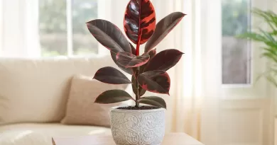 Ficus Elastica Ruby