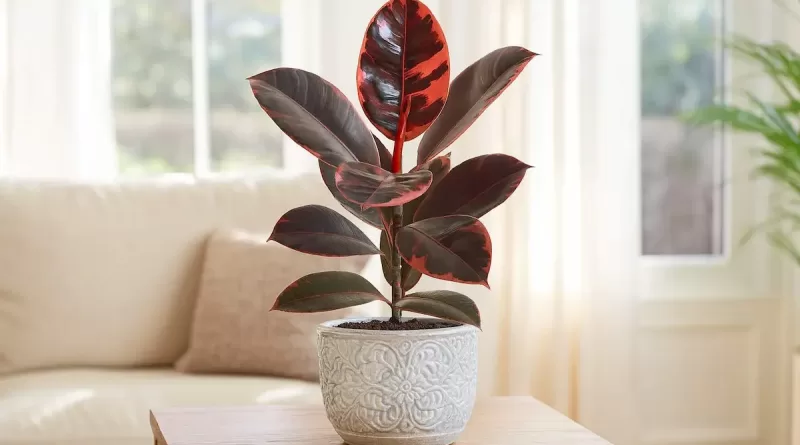 Ficus Elastica Ruby
