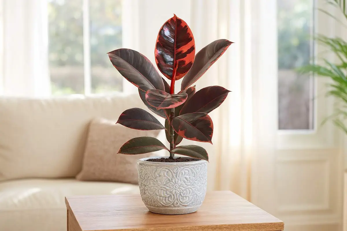 Ficus Elastica Ruby