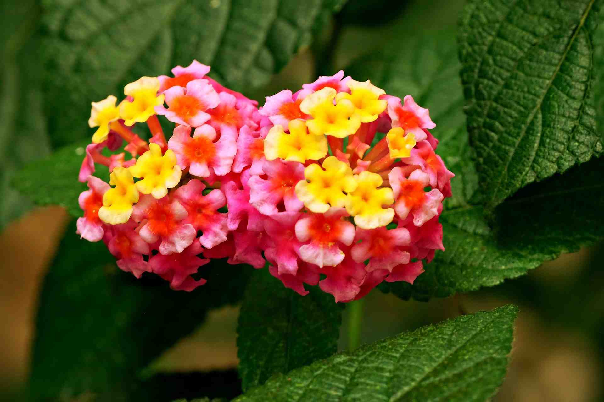 Lantana Camara