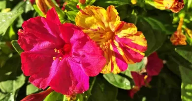 Mirabilis Jalapa