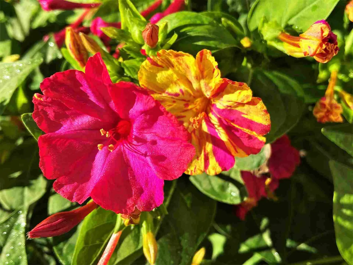 Mirabilis Jalapa