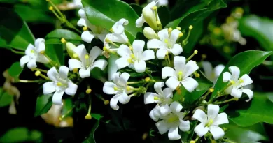 Murta-murraya-paniculata